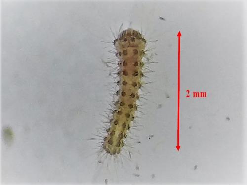 Réf. 291 221 : Ocneria rubea